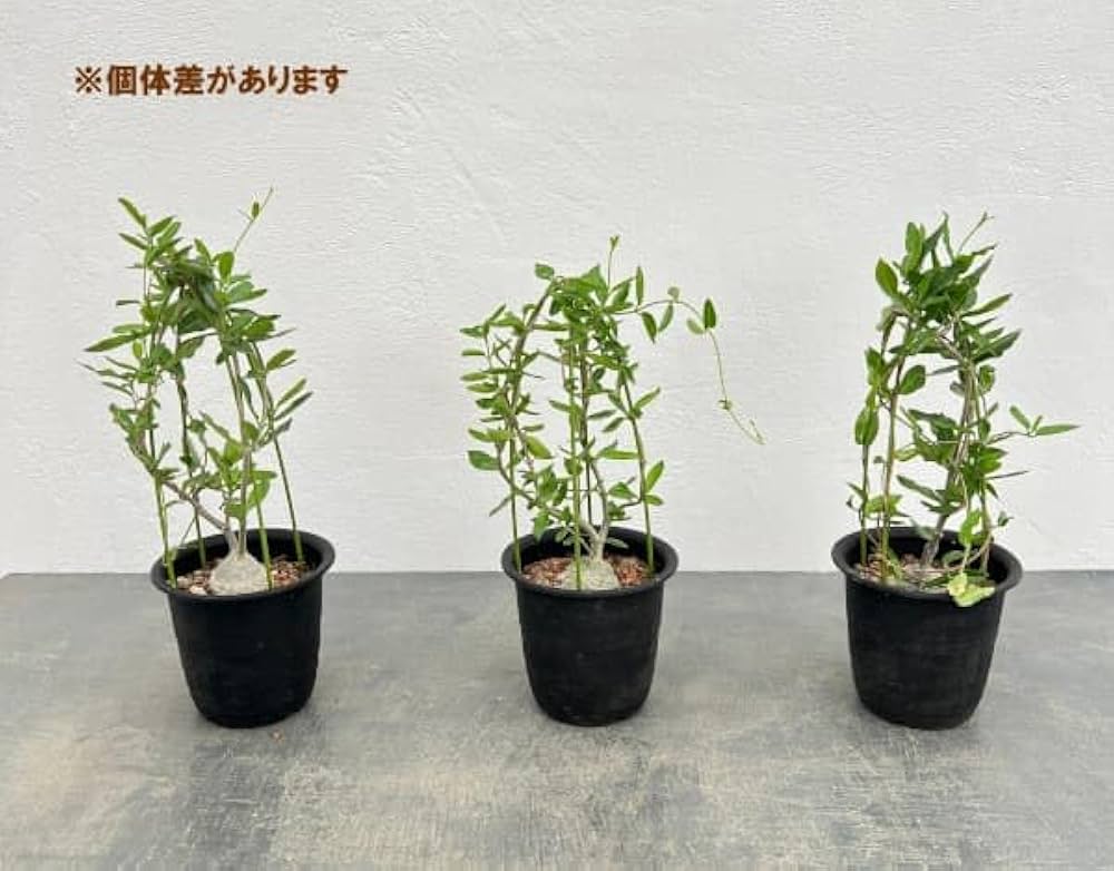 Amazon｜フォッケア：エデュリス 火星人 3号鉢植え**｜観葉植物